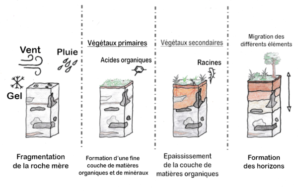 La pédogénèse - Plantophage