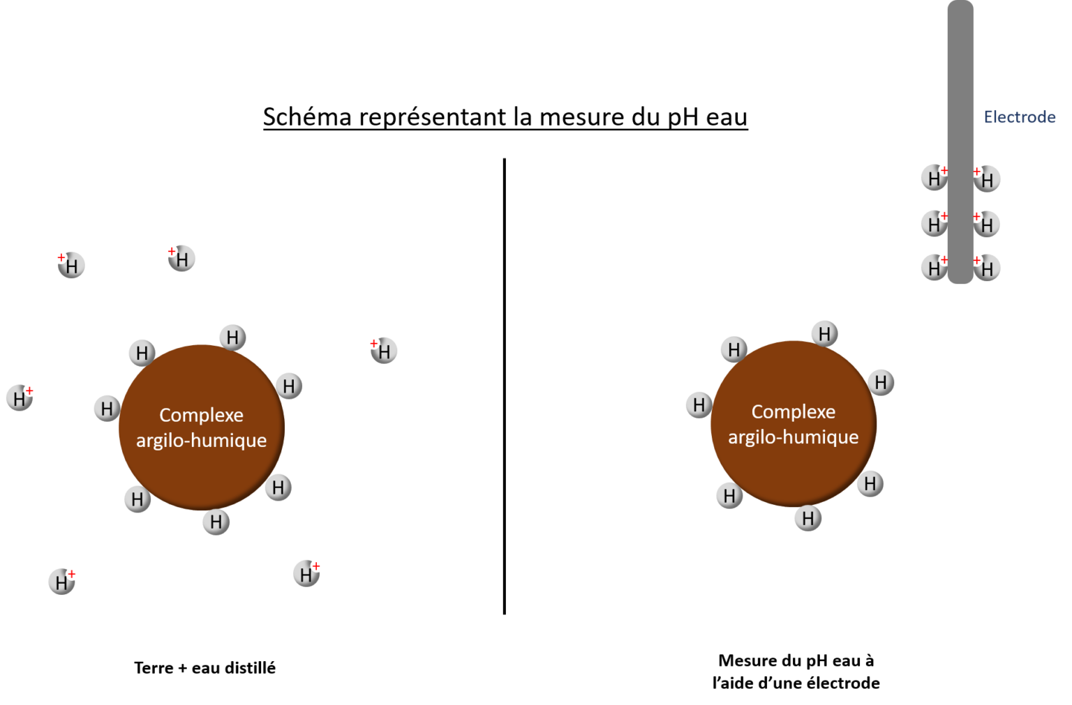 Tout comprendre sur le pH - Plantophage